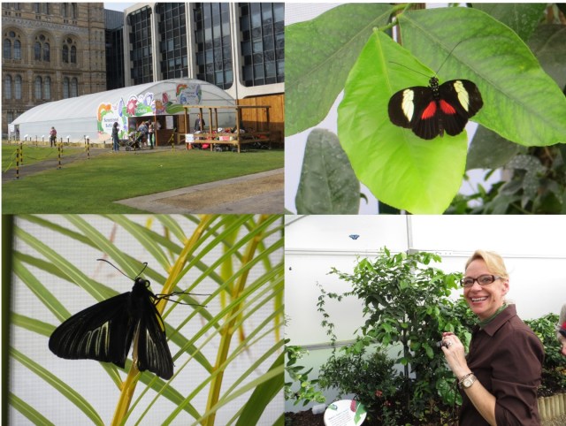butterfly exhib