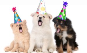 Puppies Singing Happy Birthday Song