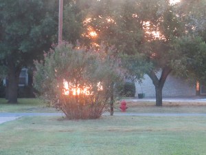 The colors were so vibrant it looks like the bush in our front yard is on fire.